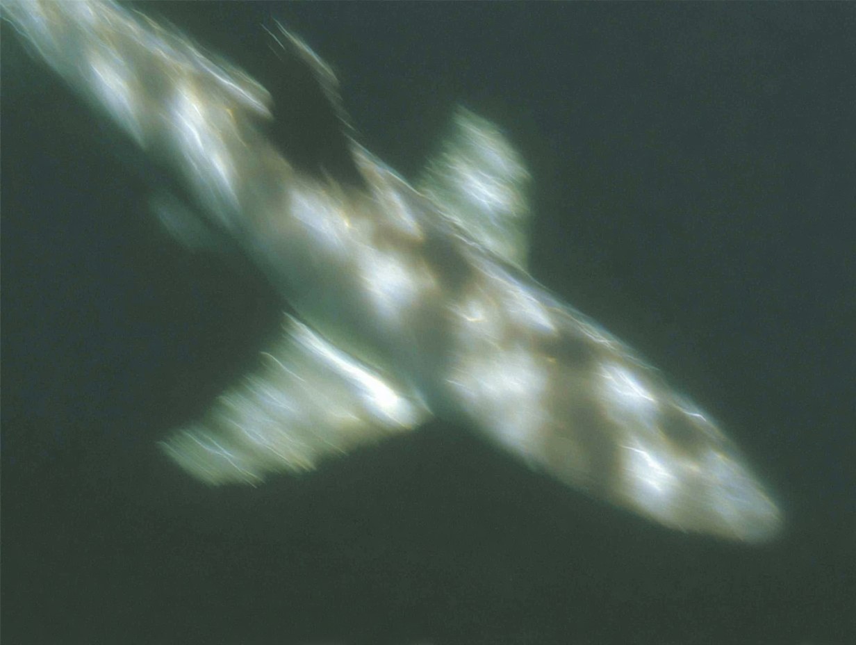shark